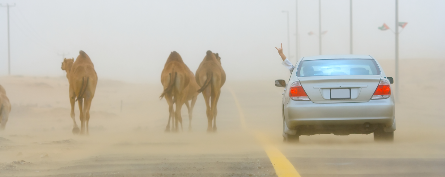 Kamele im Straßenverkehr