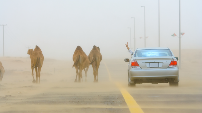 Kamele auf einer Straße in der Wüste