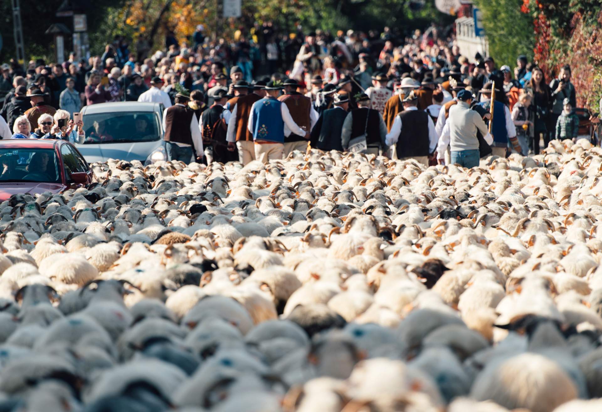 Trailing of sheep, Poland