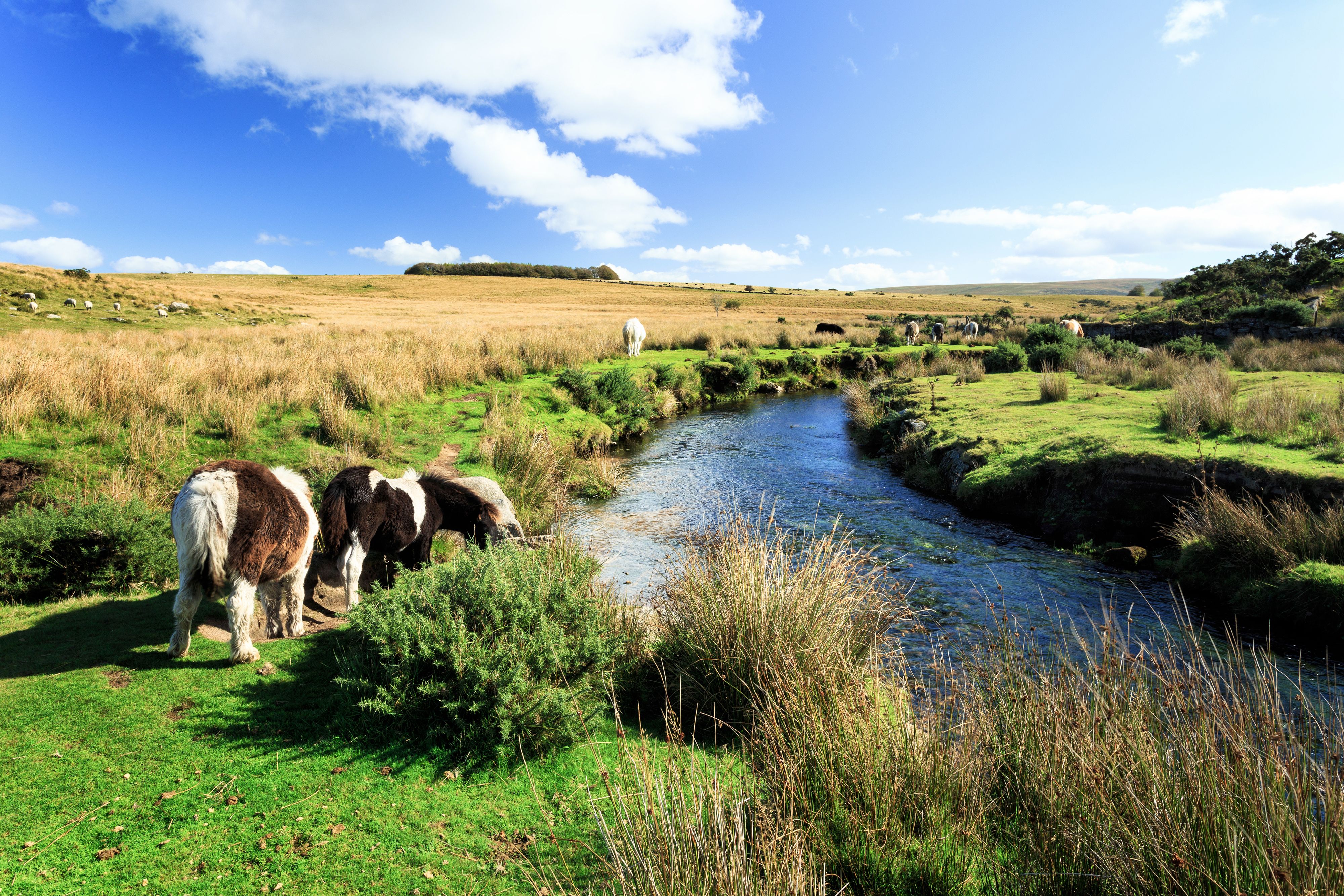 Günstige Hotels in Yelverton ab € 67 checkfelix